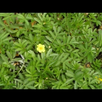 Potentilla Anserina (fam Rosacees) (Europe, Asie, Am. du nord) (1)